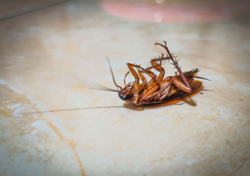 plagas de insectos en verano
