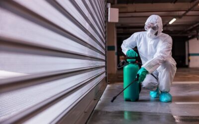 Cómo elegir una empresa de control de plagas en Madrid: lo que debes considerar