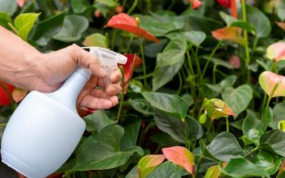 10 consejos para mantener tu jardín libre de plagas sin dañar las plantas