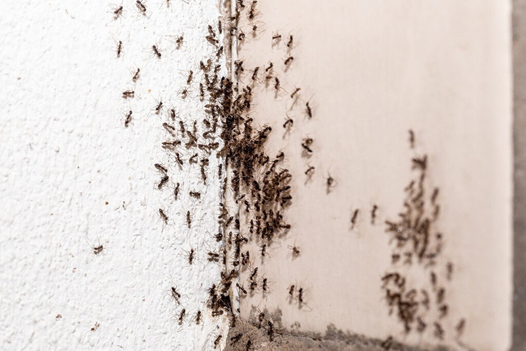 fumigación de hormigas