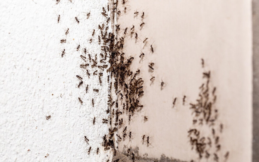 Cómo prevenir la aparición de hormigas en primavera y verano