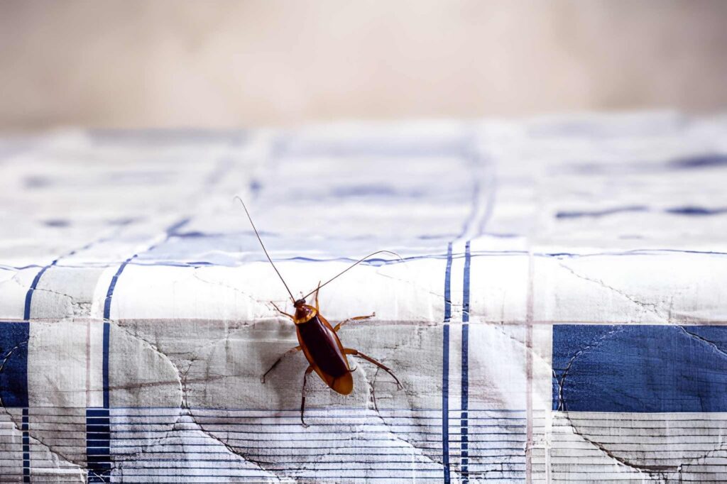 Plagas de insectos más comunes en casa